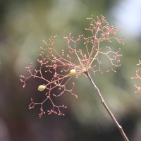 Commiphora berryi (Arn.) Engl.